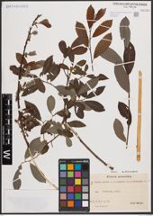 Foto von Salix aurita L. x Salix cinerea L. x Salix purpurea L.